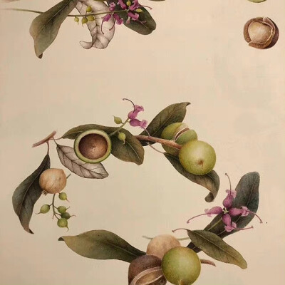 植物绘，画者：Marina Pravnik ​