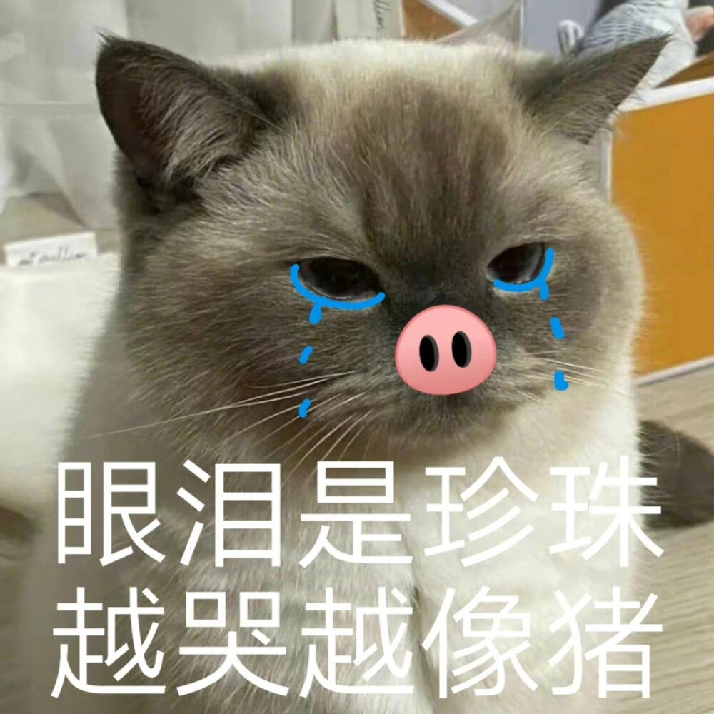 小猫咪表情包