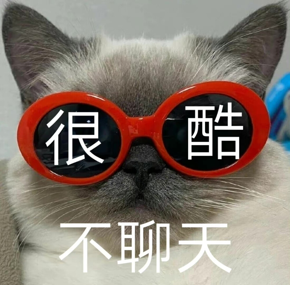 小猫咪表情包