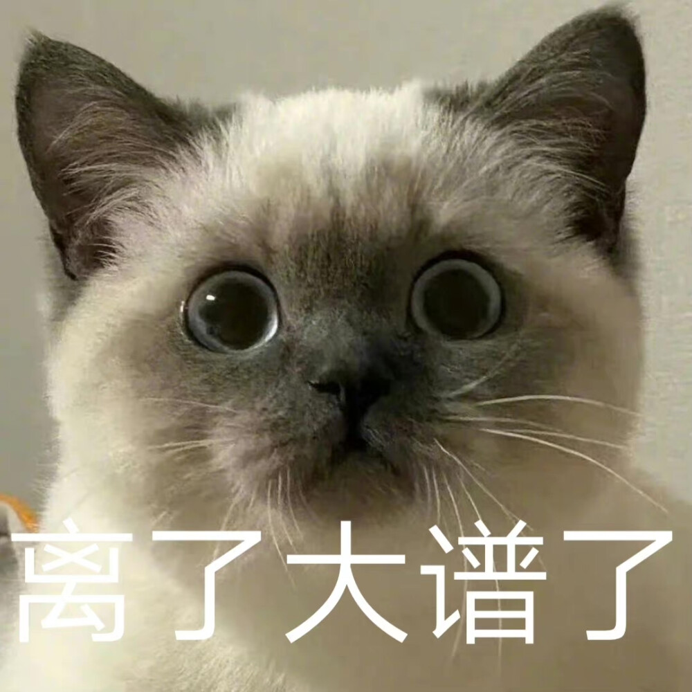 小猫咪表情包