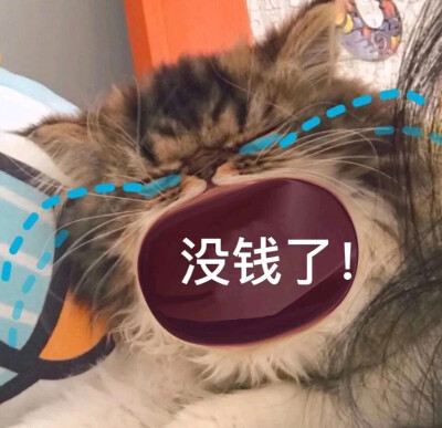 哭泣猫猫
侵权删