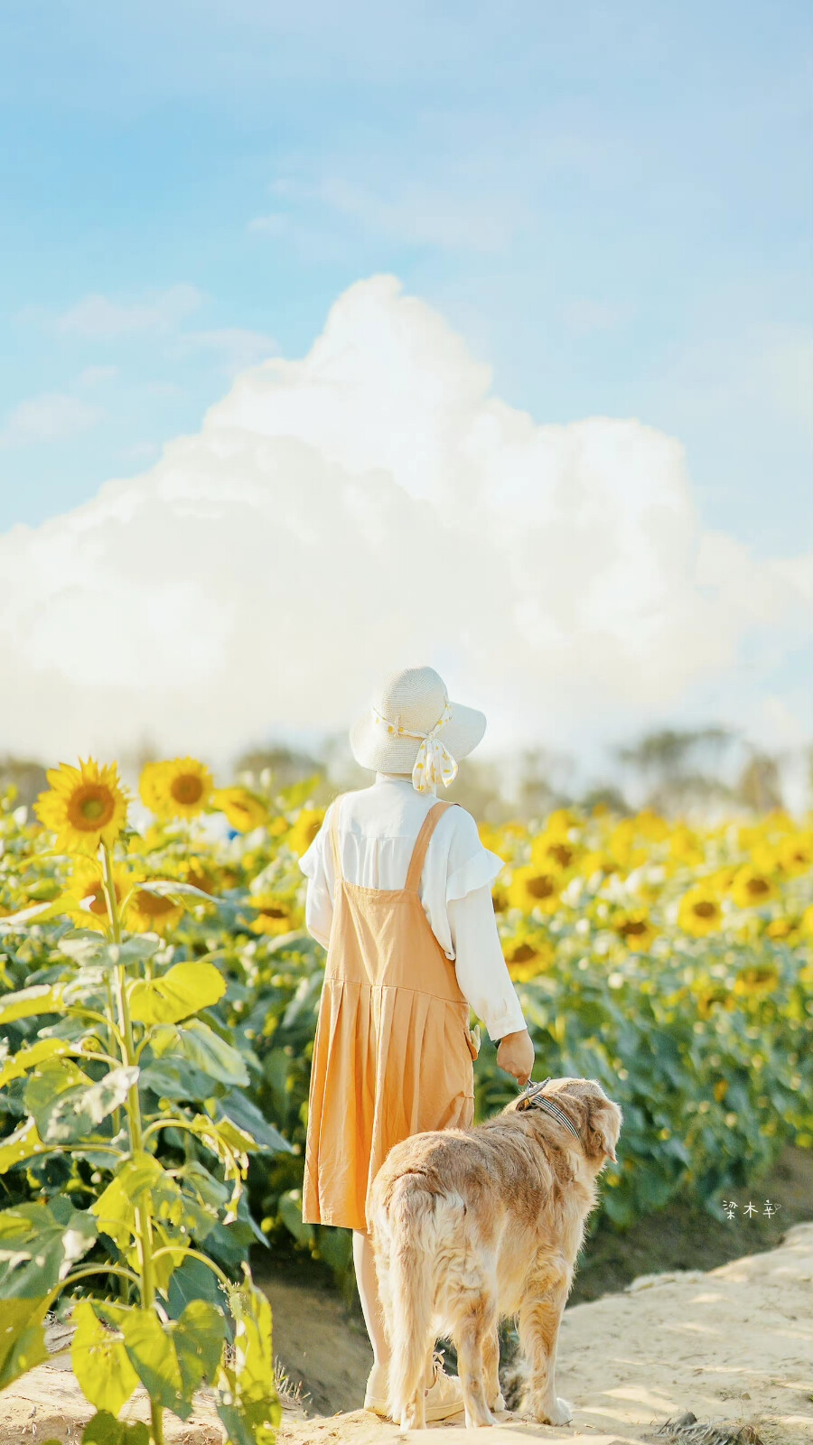 秋天开的花都是落叶的颜色
「十月.向日葵」 ​​​
摄影@梁木辛_