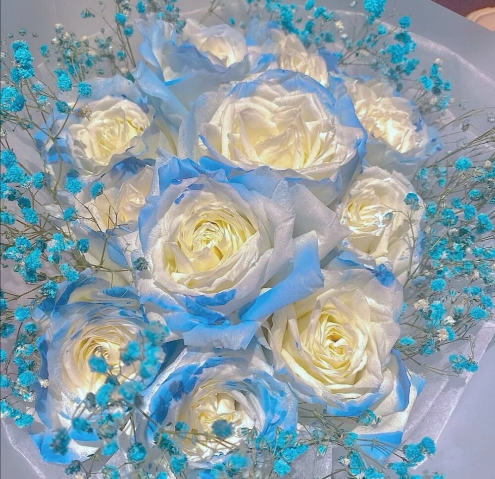 密西根碎冰蓝渐变玫瑰花语:"送给你的希… - 堆糖,美图壁纸兴趣社区