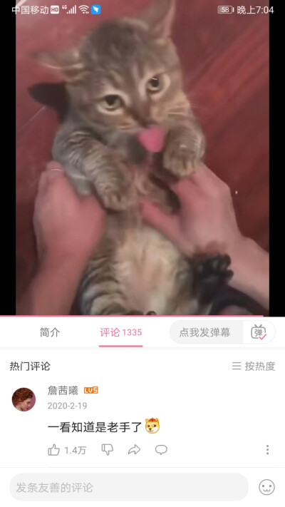 呕吐猫猫