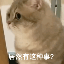 猫咪表情包