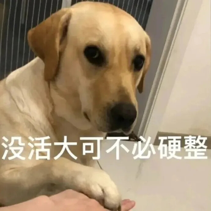 狗狗表情包