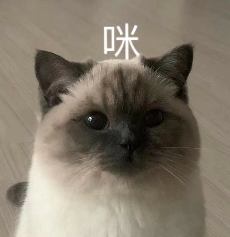 猫咪表情包 可爱