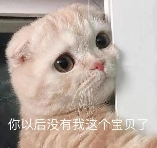 猫咪表情包 可爱