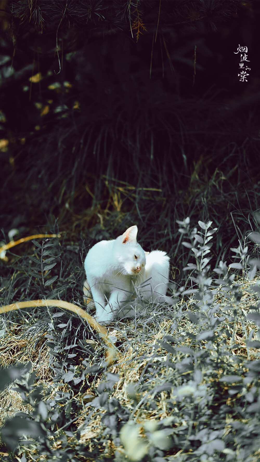 桂花与猫