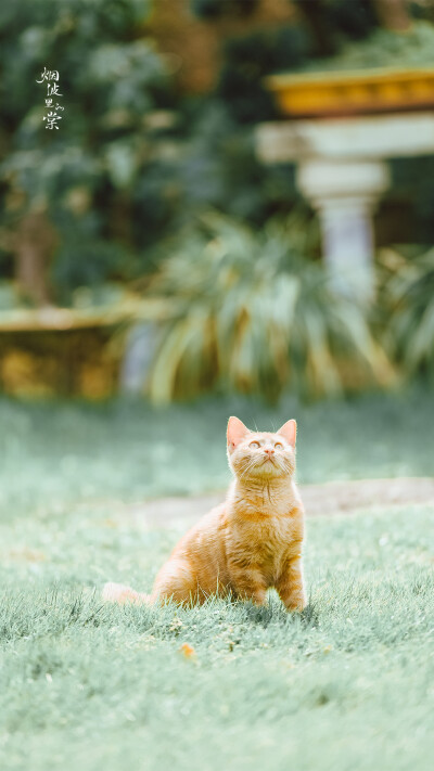 桂花与猫