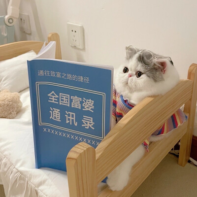 猫咪头像