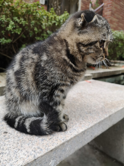 小毛豆，一只和小伙伴还在流浪的折耳猫