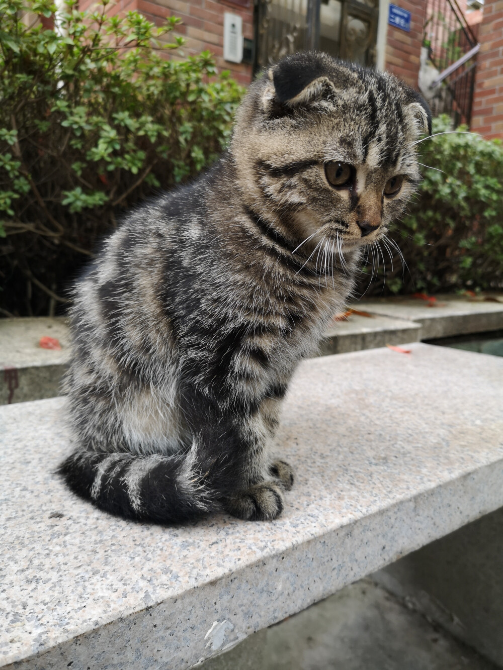 小毛豆，一只和小伙伴还在流浪的折耳猫