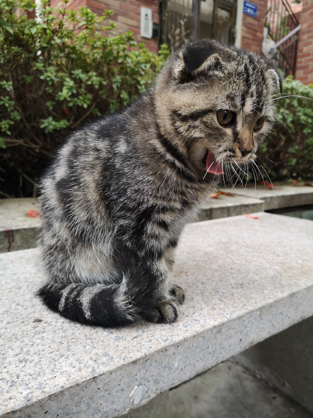 小毛豆，一只和小伙伴还在流浪的折耳猫