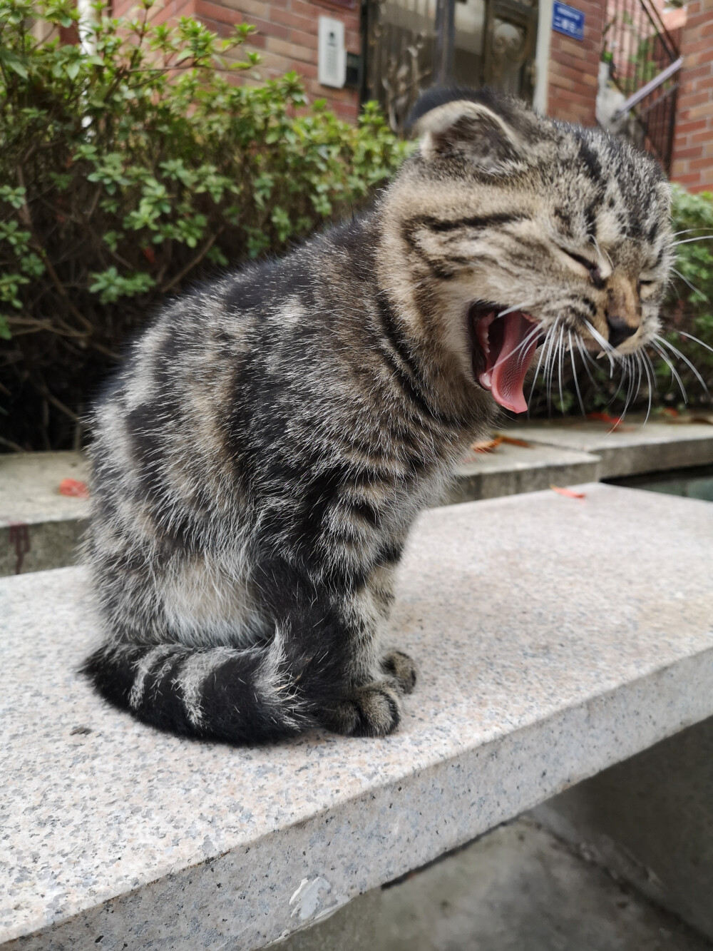 小毛豆，一只和小伙伴还在流浪的折耳猫