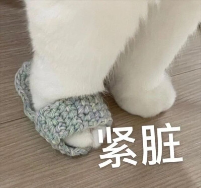 沙雕表情包 小猫咪