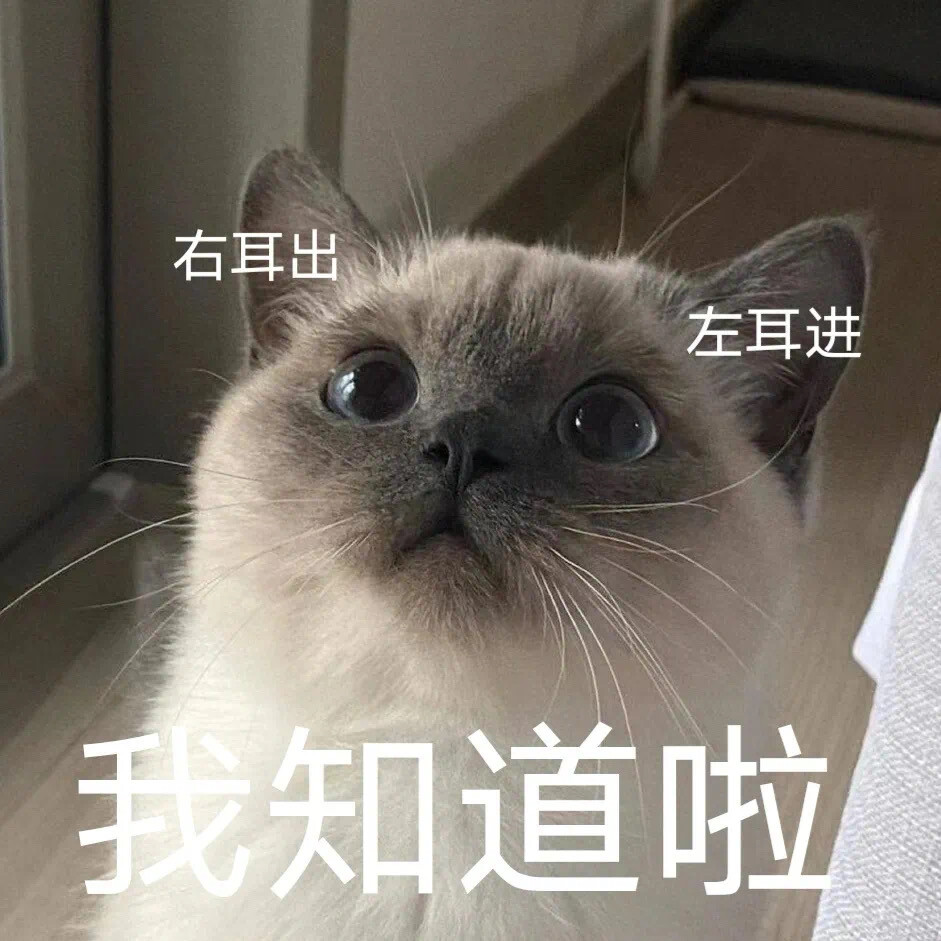 沙雕表情包 小猫咪