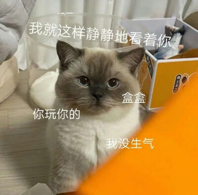 沙雕表情包 小猫咪