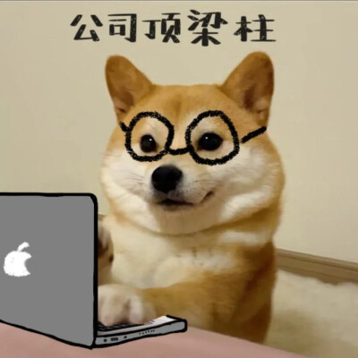 柴犬