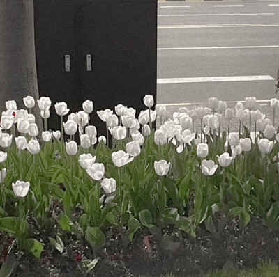 誰能預知愛的花期 程漾