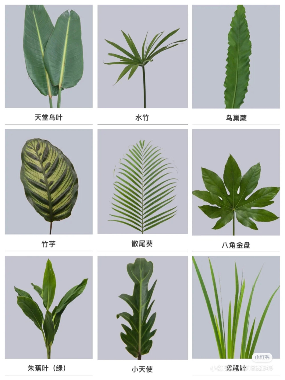 植物