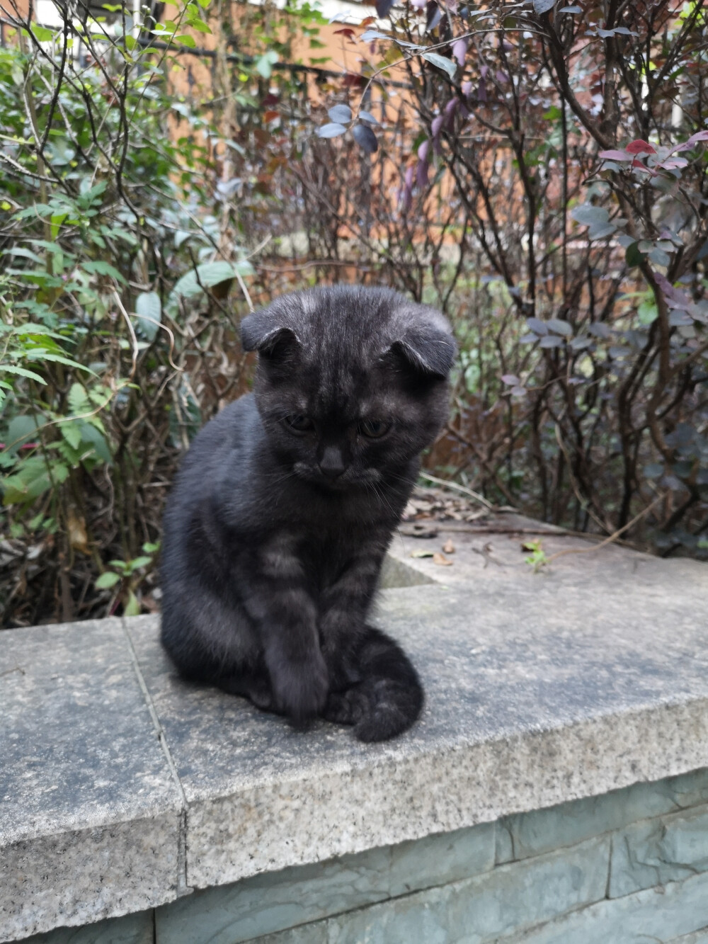 小黑球和小毛豆一样，也是一只流浪的折耳猫