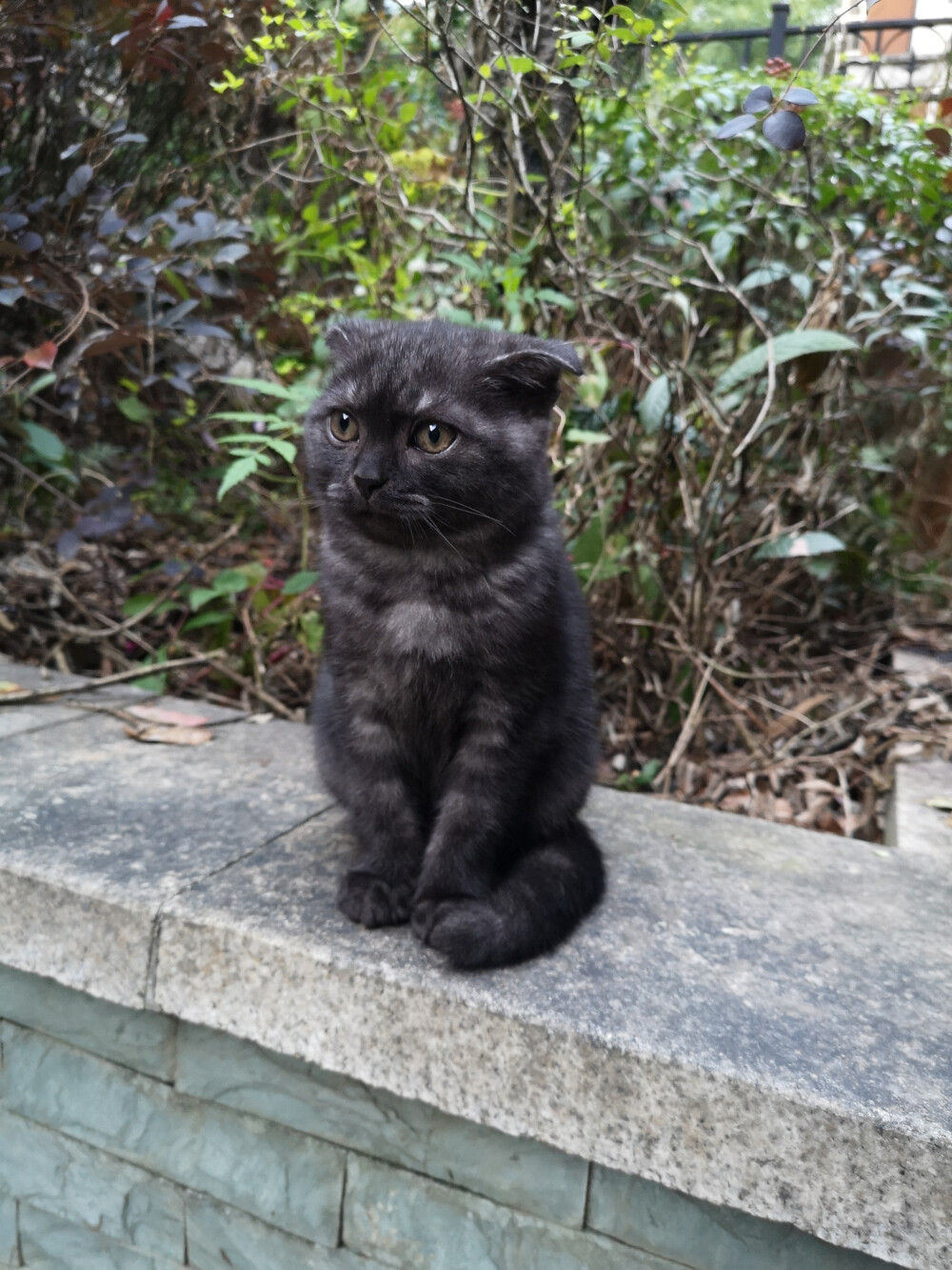 小黑球和小毛豆一样，也是一只流浪的折耳猫