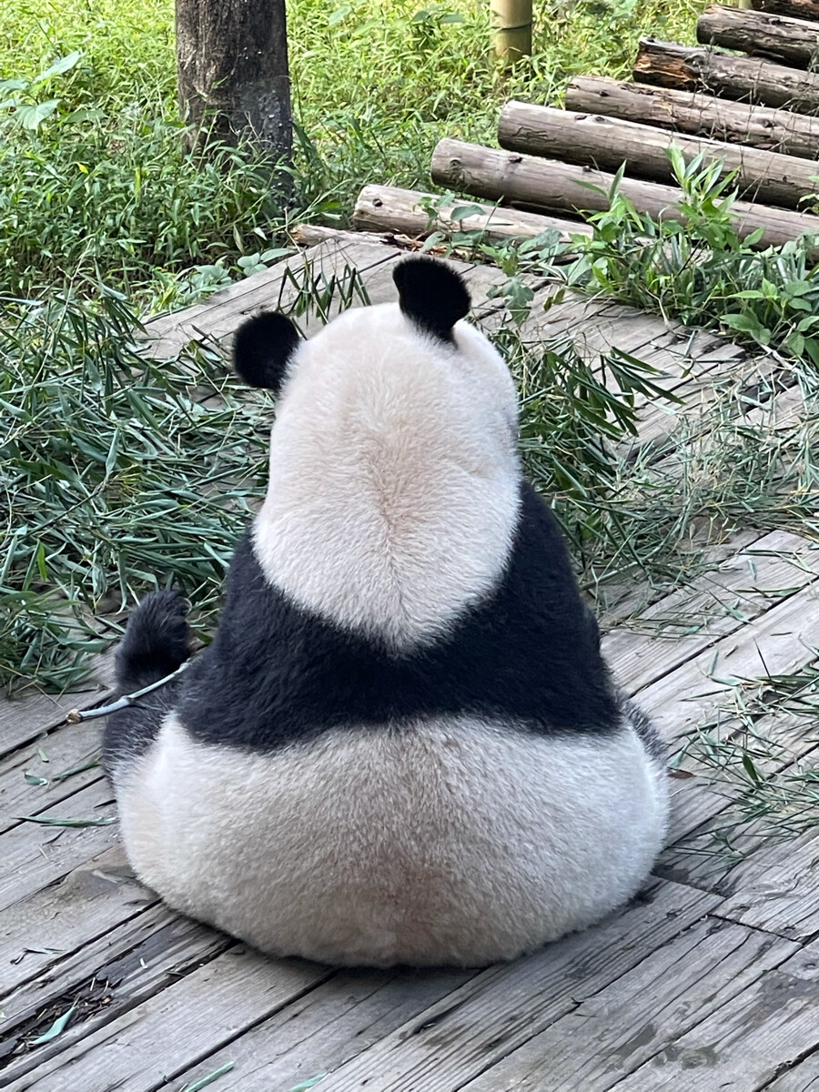 南山竹海一日游