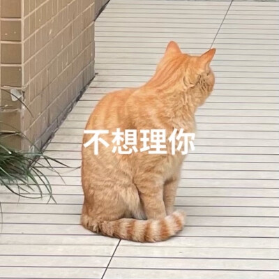 表情包 猫猫