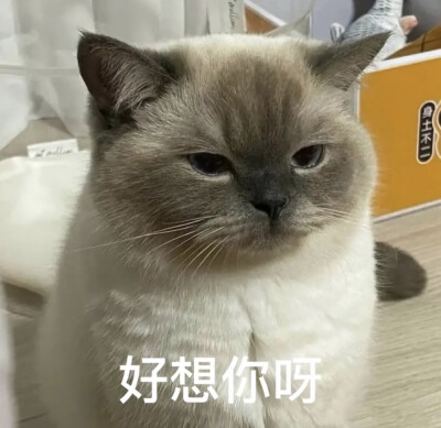 猫咪表情包