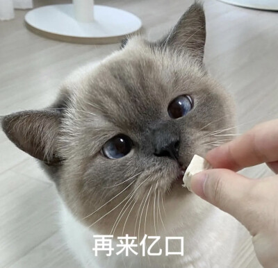 猫咪表情包