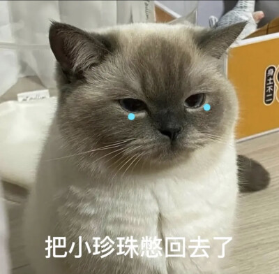 猫咪表情包