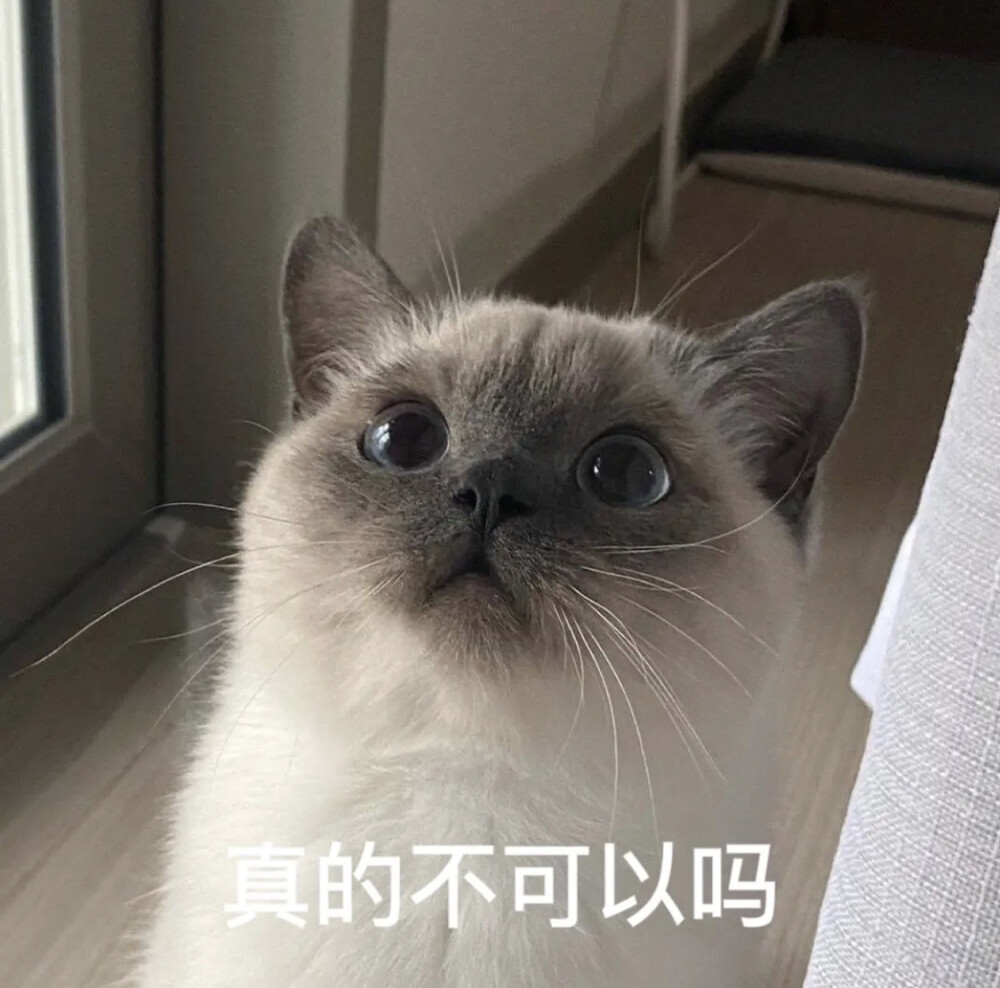 猫咪表情包