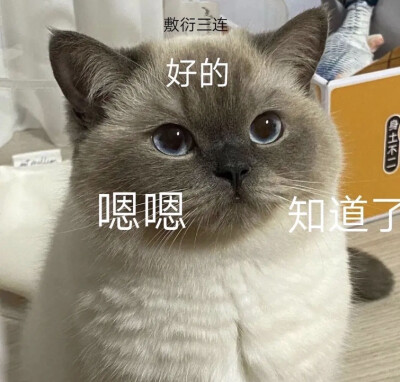 猫咪表情包