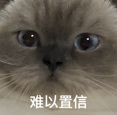 猫咪表情包