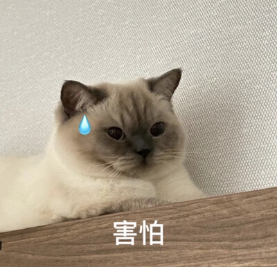 猫咪表情包