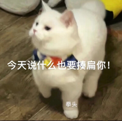 猫咪表情包