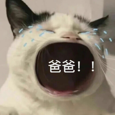 爸宝表情包