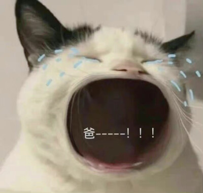 爸宝表情包