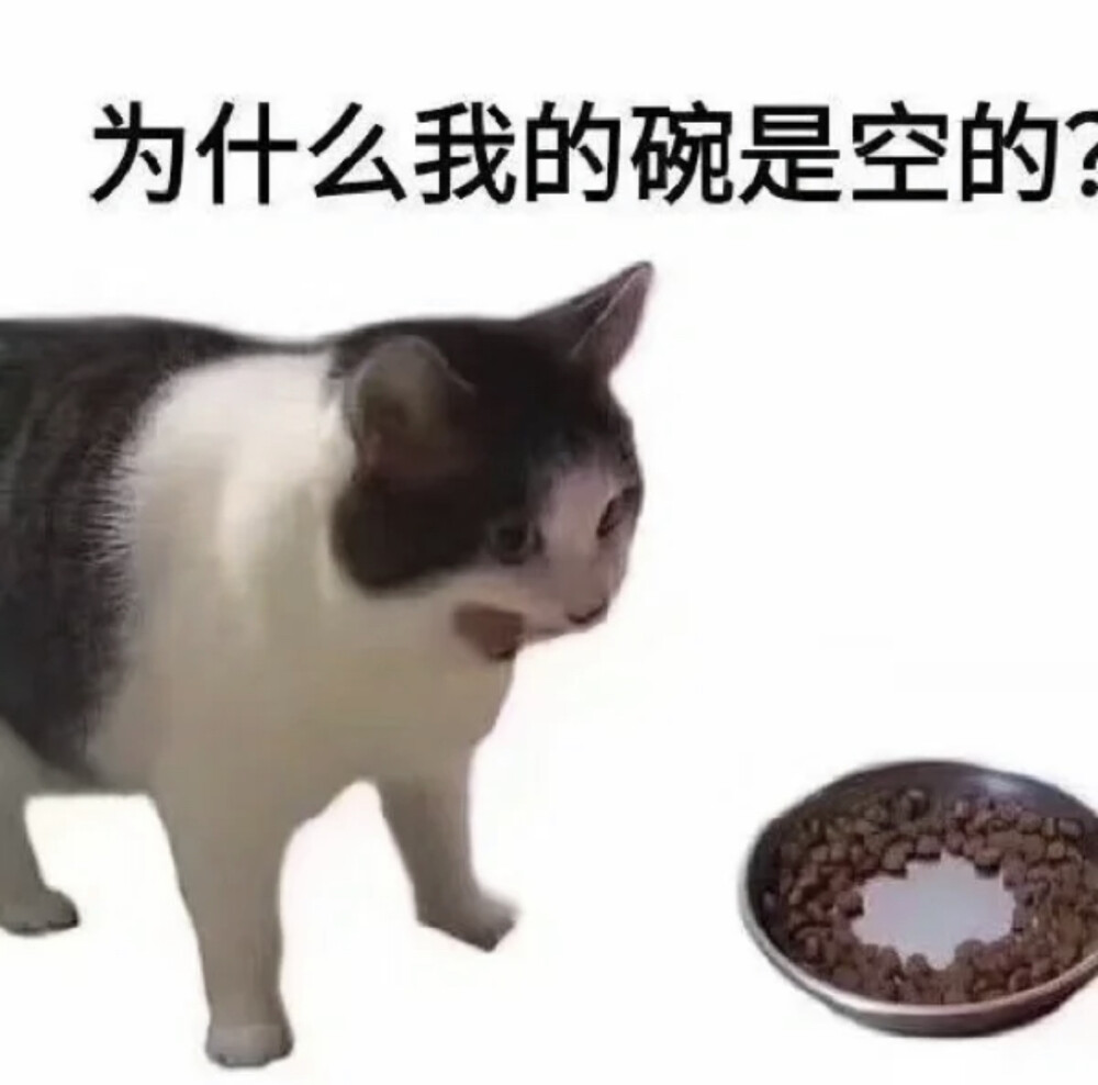 小动物