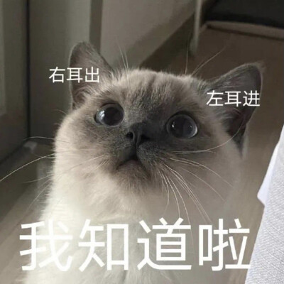 我不是闲狗 我需要上课妹妹