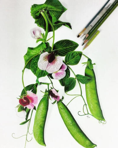 写实植物水果花卉彩铅手绘