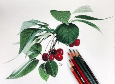 写实植物水果花卉彩铅手绘