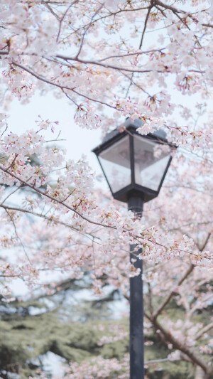 樱花开，漫天雪，美艳难收；樱花落，遍地残，梦间遗白