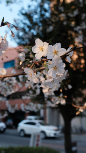 樱花开，漫天雪，美艳难收；樱花落，遍地残，梦间遗白