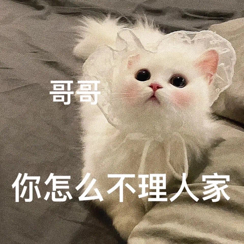 猫咪表情包