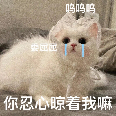 猫咪表情包