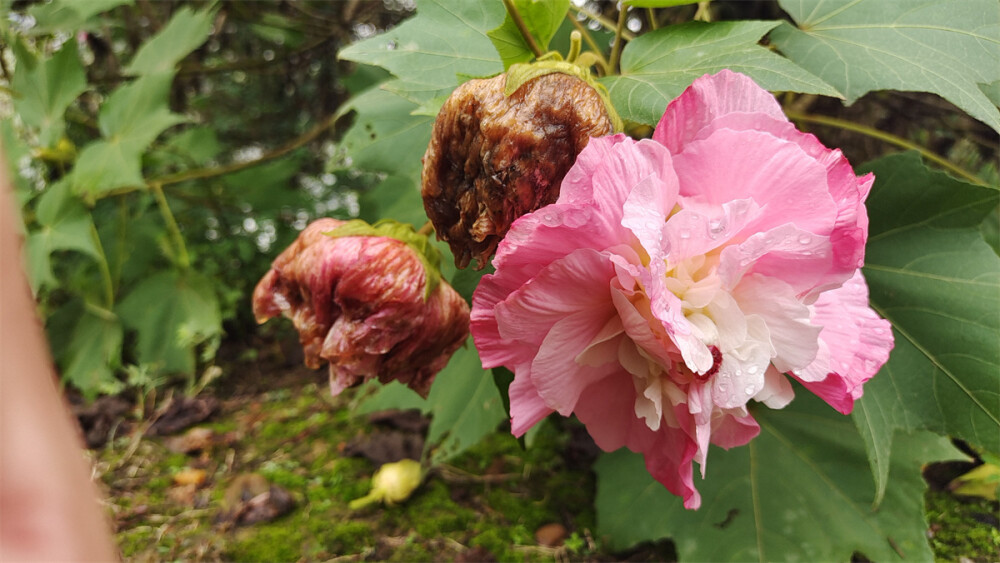 吉安视觉：古后河绿廊邂逅美丽木芙蓉