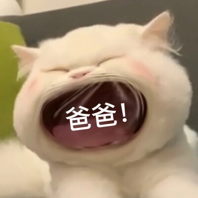 修猫猫表情包