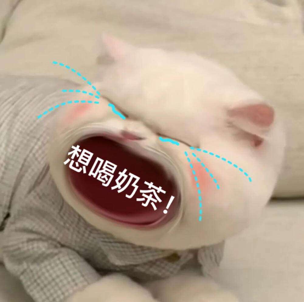 修猫猫表情包